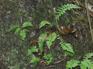 广东：发现蕨类植物新种国达铁角蕨