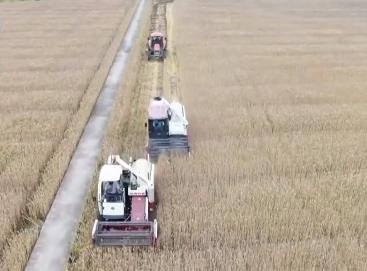 今年夏粮旺季收购量预计7000万吨左右