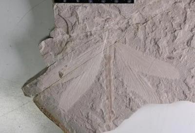 内蒙古赤峰宁城发现1.65亿年前蜻蜓化石