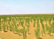 内蒙古林沙草产业产值正向千亿元迈进