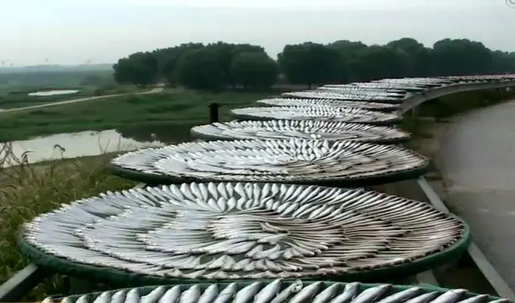 “中国风干鱼之乡”：特色风干鱼产值超2亿元