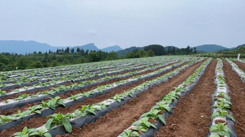 张家界桑植烟草：种上“黄金叶”唤醒撂荒地