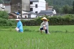 强降雨造成南方多地农作物不同程度受灾 农户争分夺秒补插秧苗