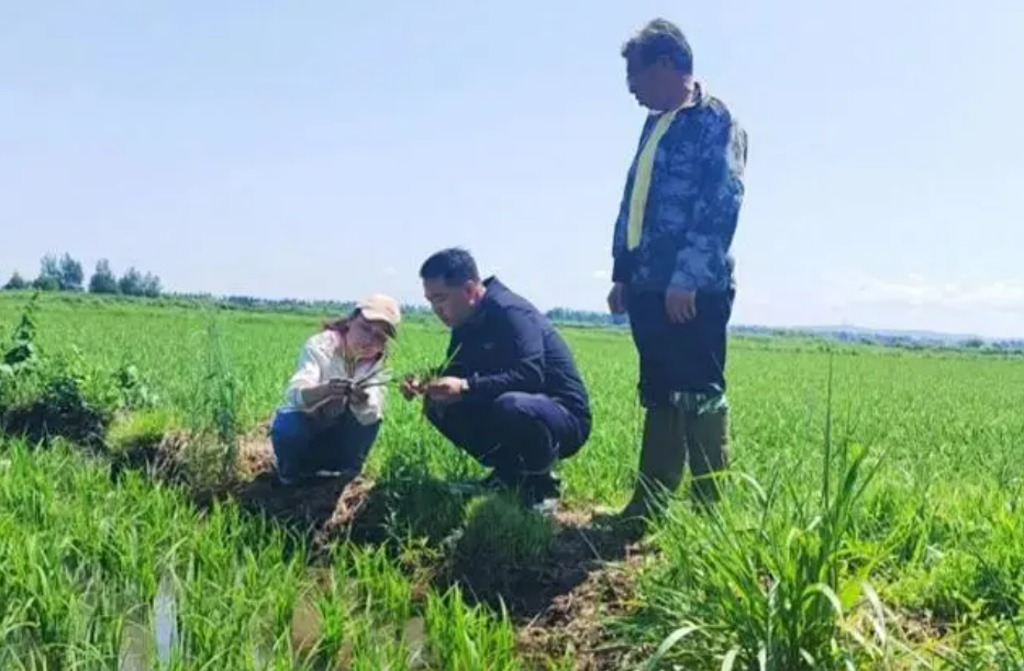 黑龙江省各地农业农村部门防汛抗旱多措并举保丰收