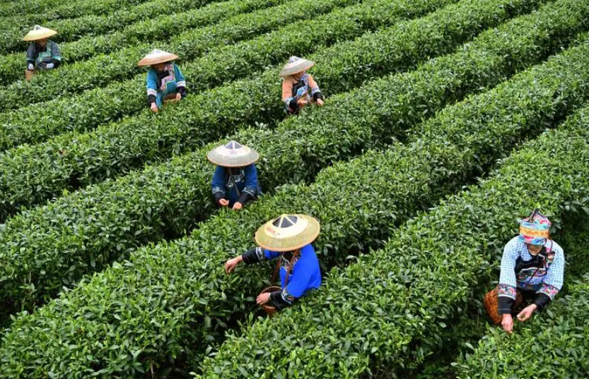 立足特色 发挥优势 湖南保靖县推动黄金茶产业高质量发展