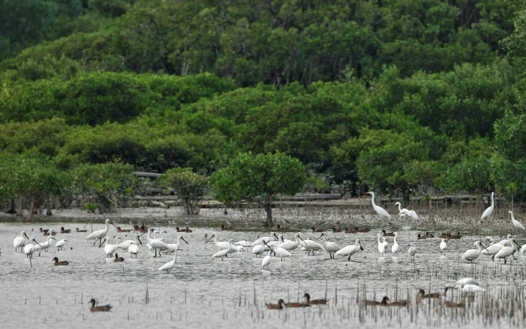 广东新记录、新分布的候鸟种群数量大幅增加