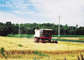 内蒙古河套灌区55万亩小麦迎来收获季