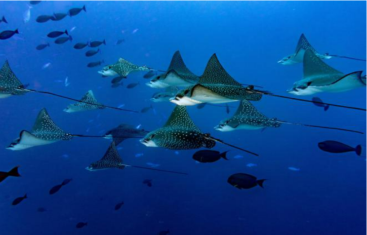 我国已记录海洋生物物种2.8万余种 占世界已知总数11%