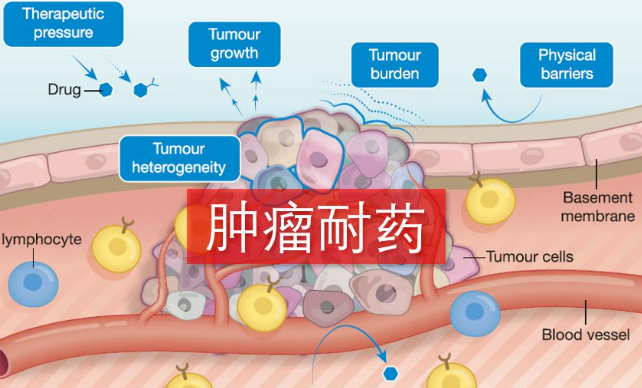 我国科学家对肿瘤耐药机制的研究取得突破