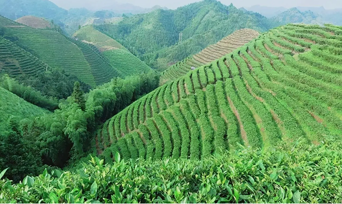 农业农村部：支持广西做大做强野生茶产业