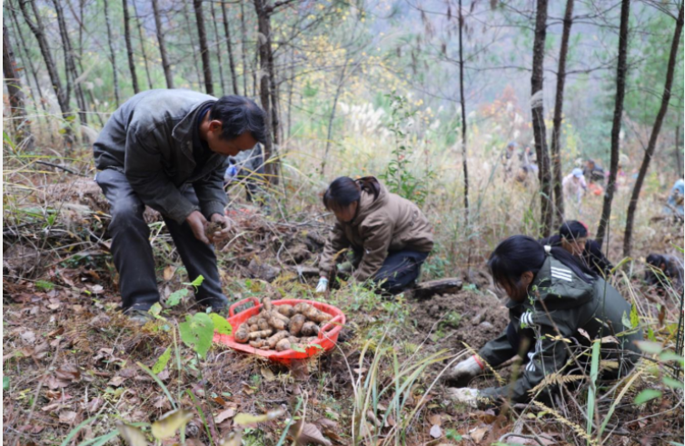 重庆国储林项目提升林业“含金量” 助力大巴山区乡村振兴