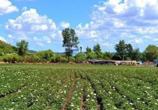 内蒙古巴林右旗：中药材种植开出乡村振兴“致富良方”