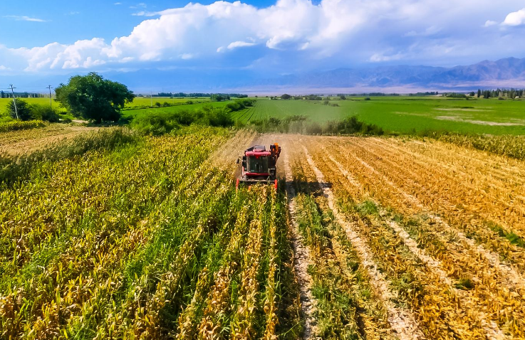 中国融通：扛稳扛牢粮食安全责任 绘就金秋好“丰景”