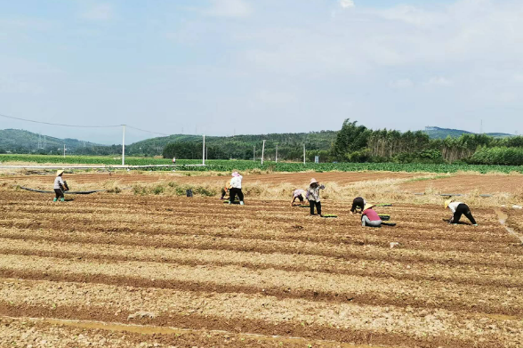 全国秋冬种接近尾声 高标准+智能夯实“耕”基