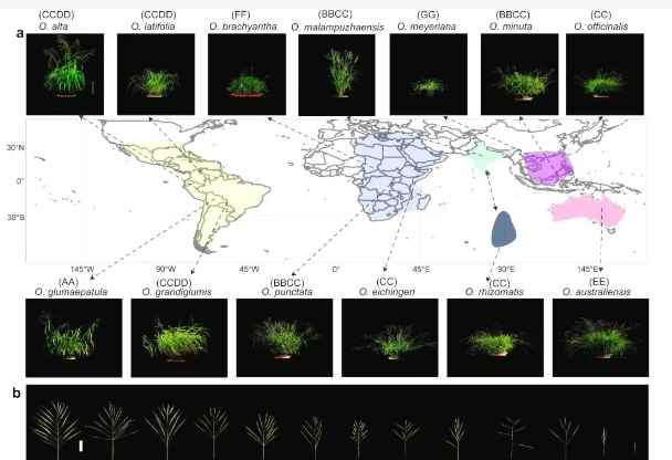 稻属最全超级泛基因组图谱成功绘制