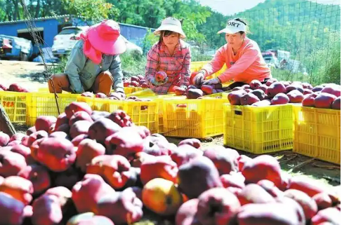 甘肃天水积极培育优势产业 助力乡村振兴