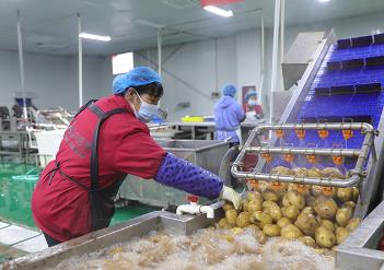 河北省已培育100家“河北净菜”生产示范基地