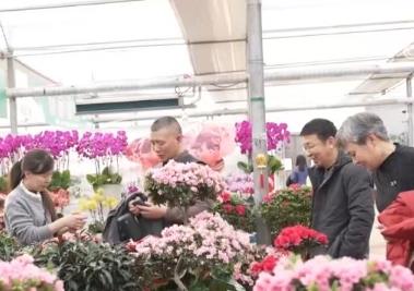 花卉市场年宵花走俏 消费者争相选购迎新春