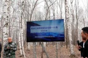 黑龙江：今年预计采集20万吨桦树汁 带动林区增收超4亿元