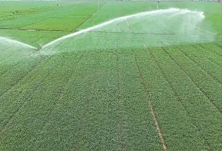 河南省已累计抗旱浇麦3630万亩次 尽早浇足 为麦解渴