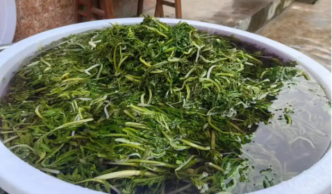 四川平武县山野菜成乡村振兴“金钥匙”