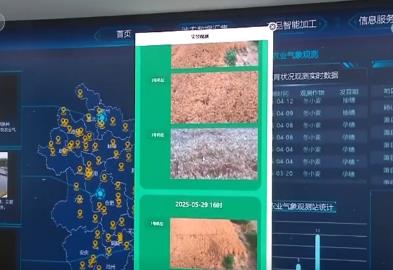 AI赋能“智慧”田管“三夏”更“聪明” 向科技要产能夯实丰产基础