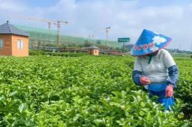 “茉莉之乡”广西横州借力数字智能 产业升级香飘海外