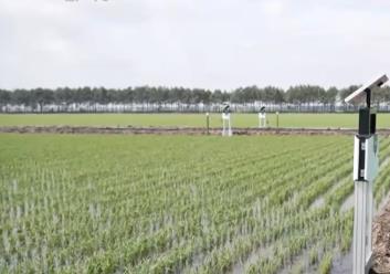 小麦收获、圆葱产销旺、水稻长势好……乡村处处是“丰”景