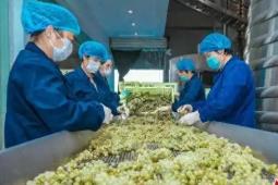 国内首株干白葡萄酒本土酿酒酵母实现量产