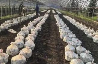 黑龙江佳木斯市：打造“寒地菌菇”之乡