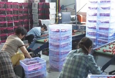 特色农产品错峰上市销路旺 夏日“鲜”经济助增收