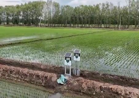 抓夏管 提单产 夯实秋粮丰收基础