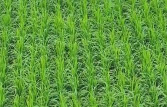 小暑农事忙：秋作物茁壮、早稻金黄 南北田间奏响丰收序曲