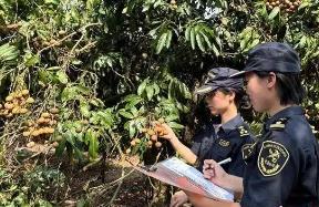 “中国龙眼之乡”广东茂名今年首批龙眼出口加拿大