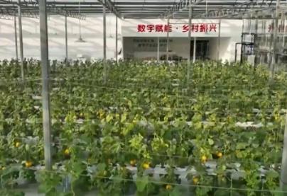 数字乡村建设助力农业农村现代化