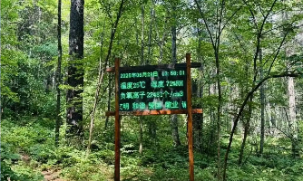 伊春森工集团：新质生产力让老林区发出“新根芽”