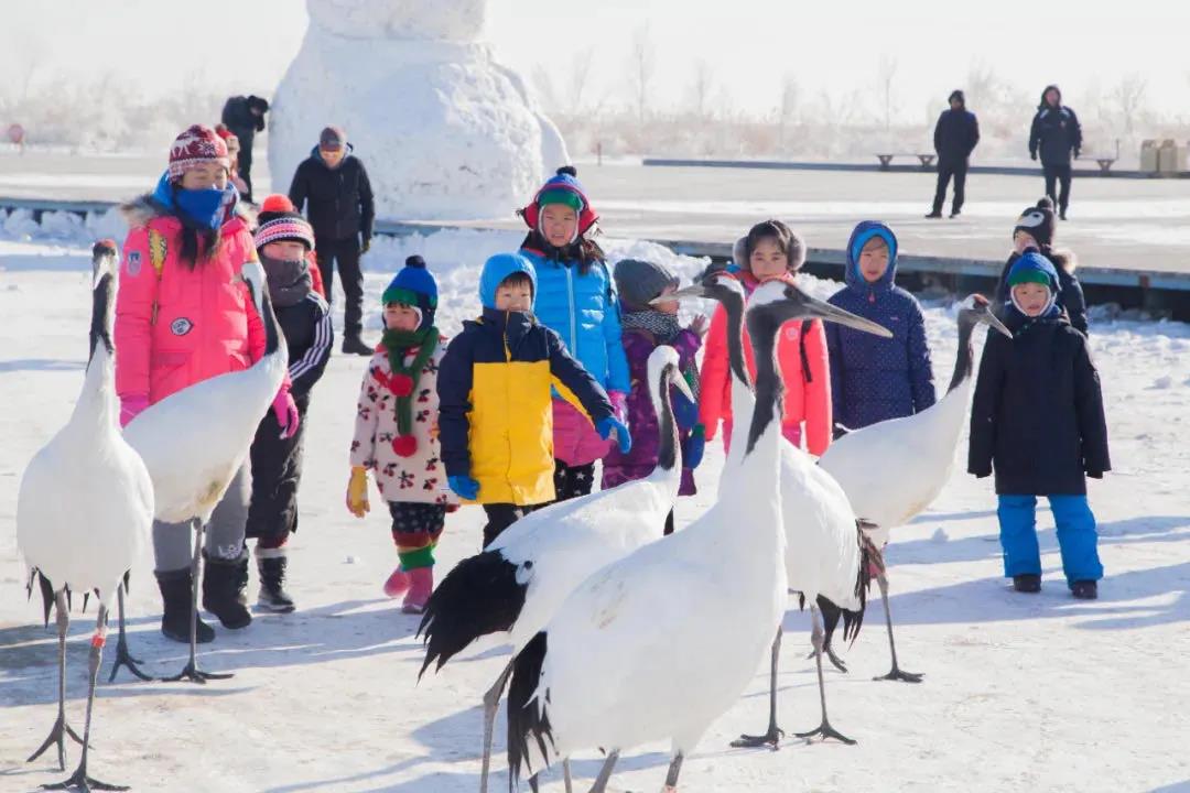 齐齐哈尔“雪地观鹤节”文旅狂欢季搅热今冬旅游市场