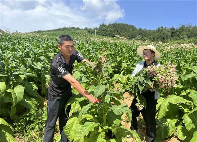 打顶留叶忙，优化促丰收