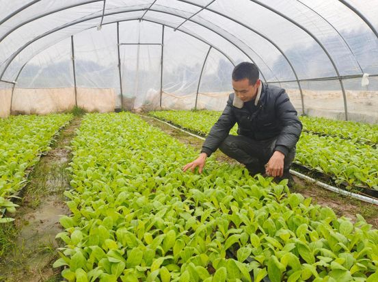 株洲茶陵烟草：“吃铁80后”的金叶致富路