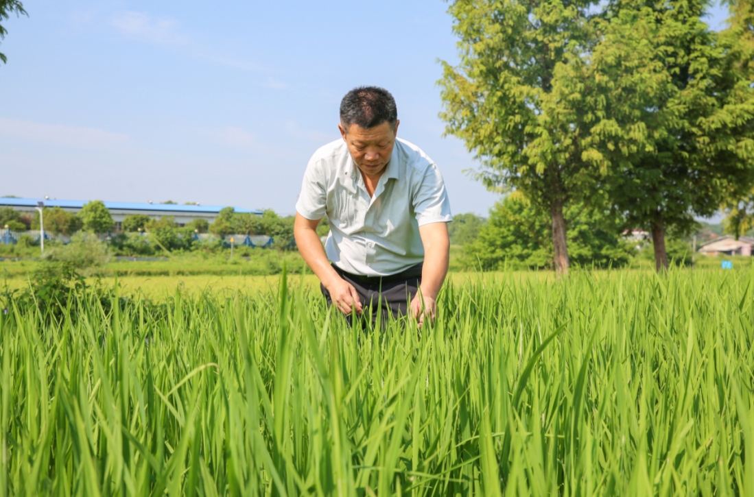 长沙宁乡：科学植烟生态“绿” ，全力推进现代农业绿色发展！