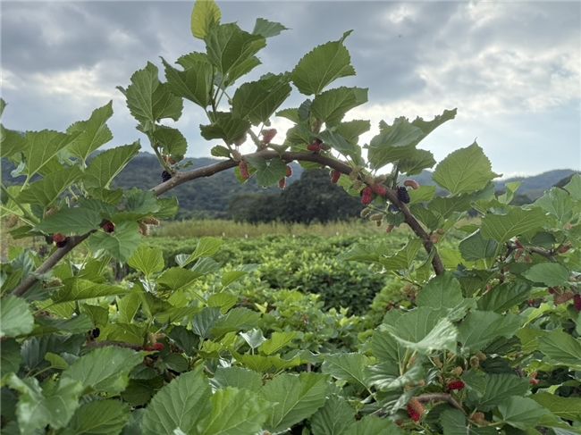 喜茶携手“农产品流通可持续发展项目”推进水果可持续种植开云体育官网(图3)