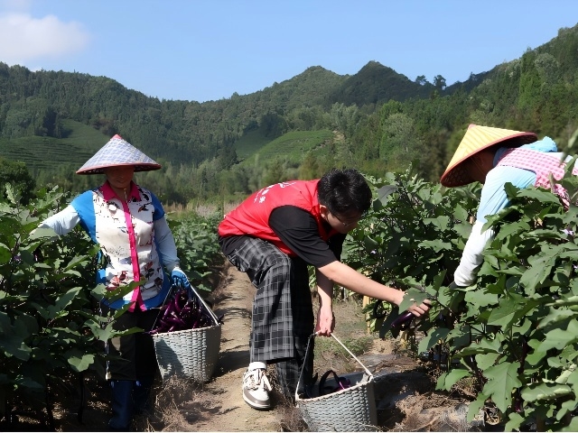 “香溢”助农促振兴 志愿服务暖人心