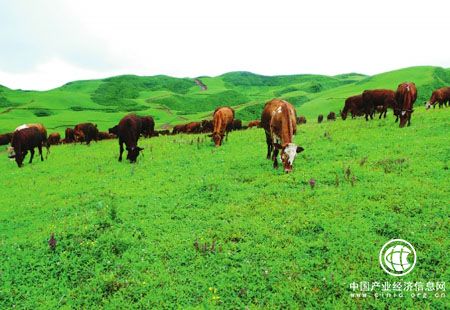云南：全力提升高原特色农业现代化发展水平