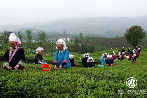 贵州省普安县做强茶产业 打造