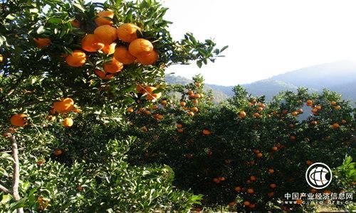 发改委：2020年建成300个农产品特优区