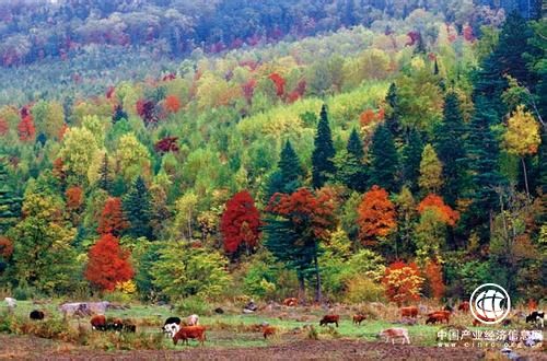 内蒙古土右旗：林果经济铺就致富路