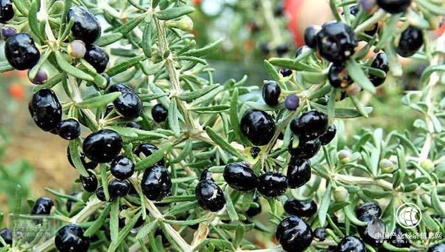 平安好医生：揭秘 黑枸杞比红枸杞的养生功效要高很多？