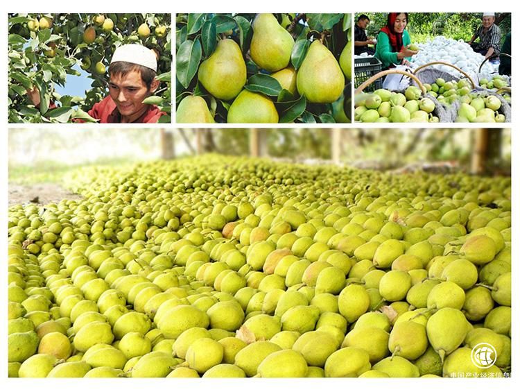 「网库产业带」中国香梨产业网破库尔勒香梨发展瓶颈