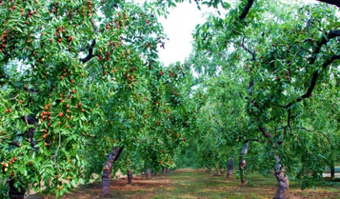 山东朱集镇依托枣乡文化特质 打造枣林特色小镇