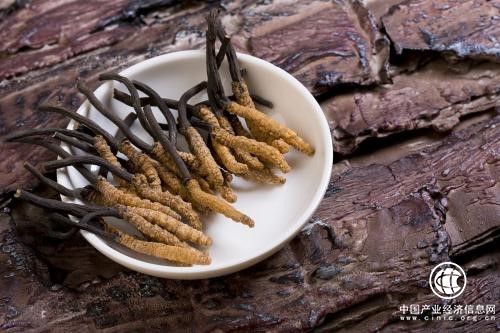 冬虫夏草的高效利用看这家企业就够了！